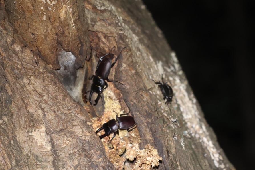 やなぎの枝先_幹に辿って降り枝分かれした幹にコクワガタ3♂_2021年8月28日20時50分頃 気温28度